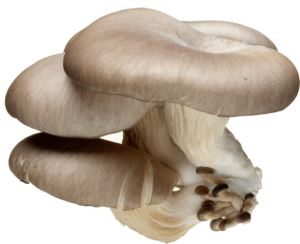 oyster mushroom.png